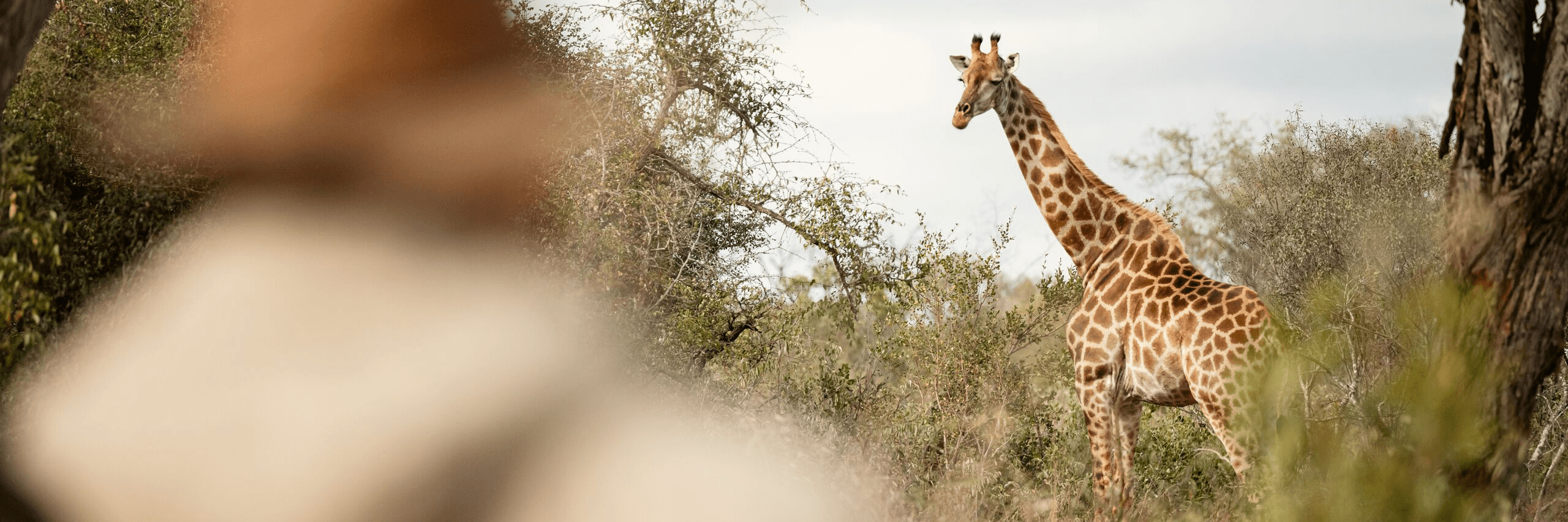 Most Popular Suppliers - background banner